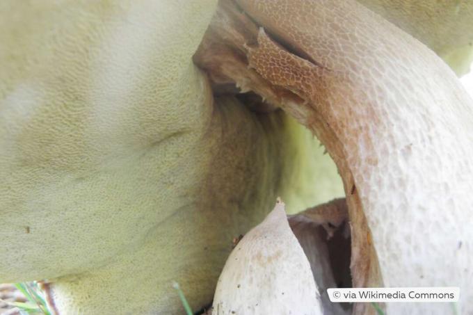 Hřib prasečí (Boletus edulis), nažloutlá houba