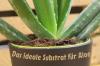 Aloe vera jord: 5 viktiga kriterier