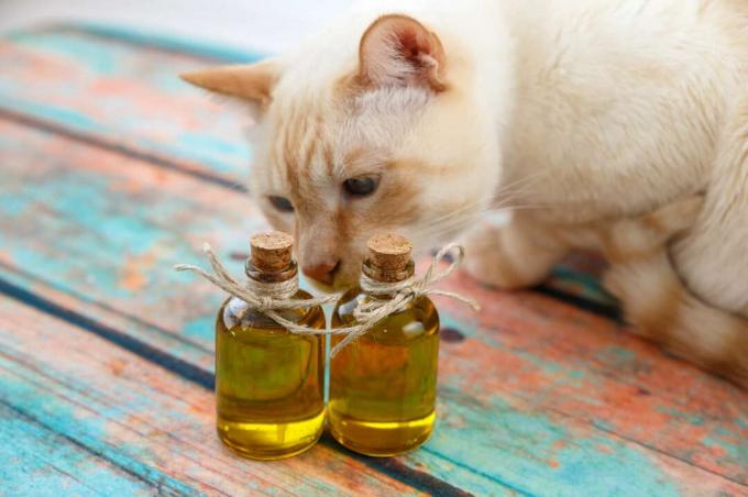 Katt luktar två flaskor med olja