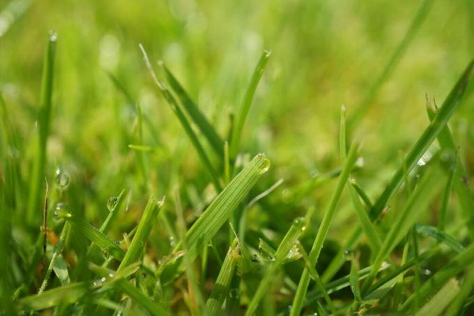 Meadow - Lawn - Grass