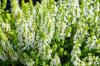 Biela šalvia: rastliny, starostlivosť a účinok