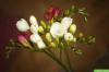Bulbi de flori: săpați și depozitați corespunzător