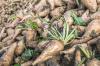Witlof: deskundige tips over teelt, verzorging & oogst