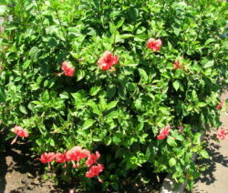 20 Hibiscus rosa-sinensis