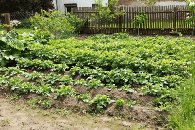 a well-tended vegetable garden