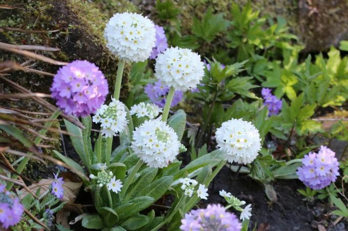 رعاية زهرة الربيع ، Primula denticulata بشكل صحيح