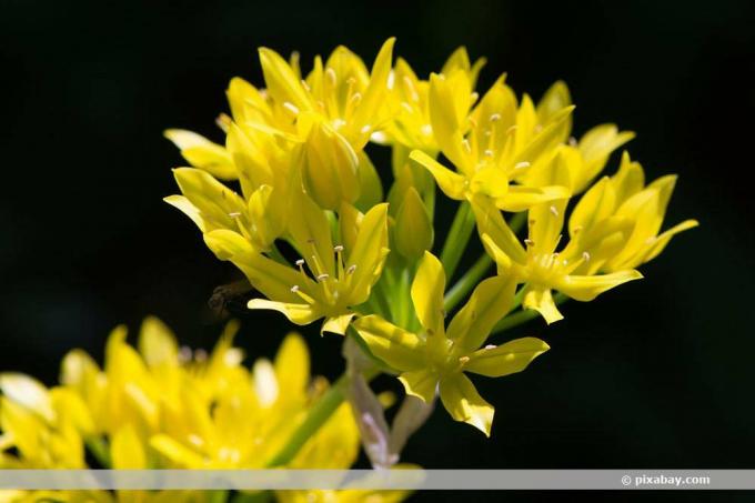 Praz de aur, Allium moly