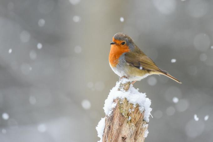 Robins in winter