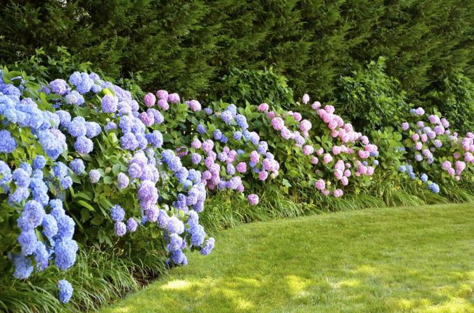 Mėlynos ir rožinės spalvos hortenzijų gyvatvorės