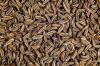 Semillas de alcaravea: regar y cosechar correctamente