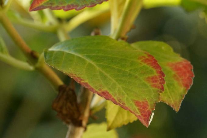Hortensia avec des marges de feuilles brunes
