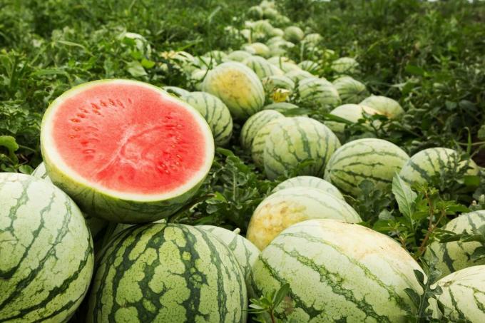 modne vandmeloner