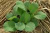 Büyüyen Brüksel lahanası: bahçeye dikim için ipuçları