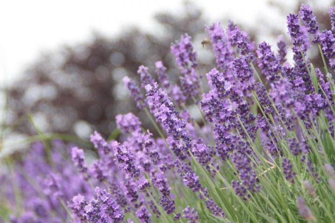 Real lavender in the garden