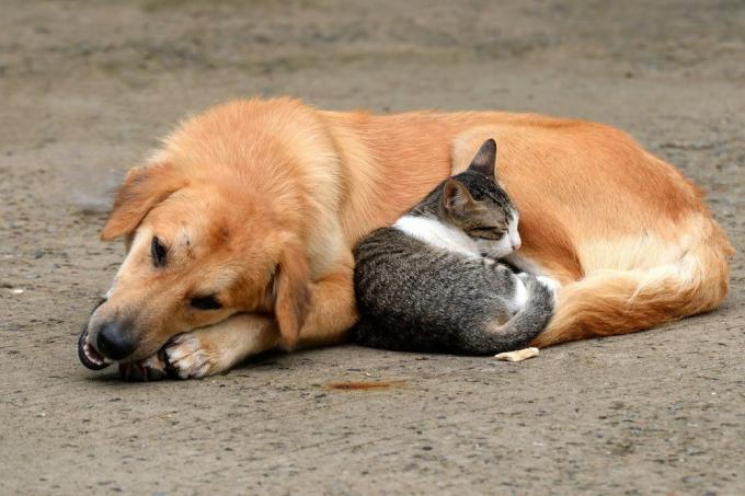 كلب مع قطة