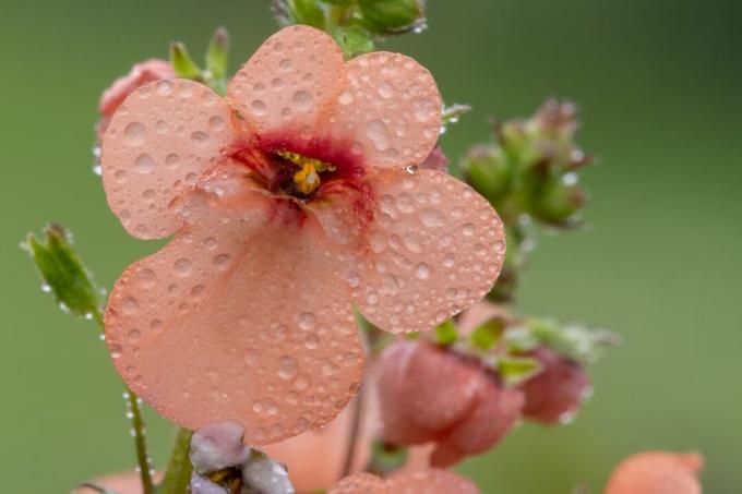 Наранџасти цвет Елфспур