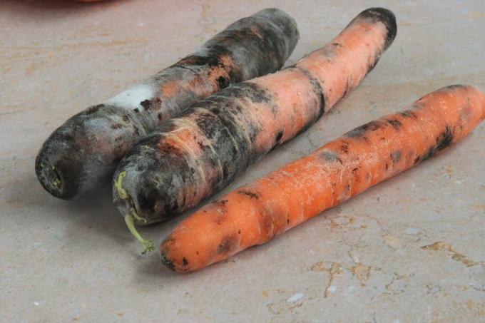 गाजर पर ढालना