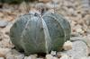 Cactus dal cappello del vescovo, Astrophytum myriostigma