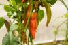 Paprika runcing: tanaman, perawatan & varietas