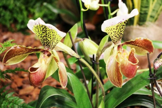Dāmu čības orhideja paphiopedilum