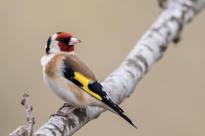 Male goldfinch on branch