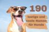 190 zábavných a cool psích jmen od A do Z