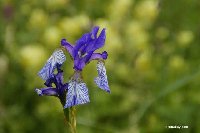 Iris de pradera, Iris sibirica