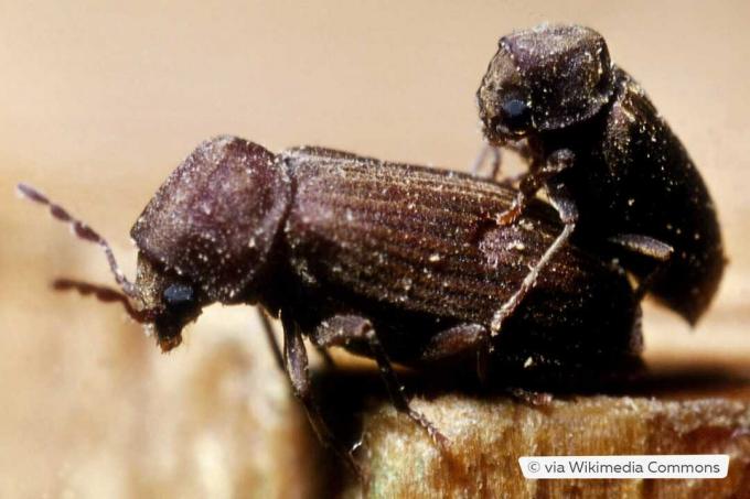 הזדווגות חיפושית woodcarid מצויה (Anobium punctatum).