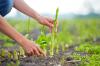 Aspergeseizoen: 5 tips voor het oogsten van asperges