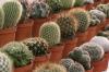 Hardy cacti: List with 11 varieties for beds and buckets