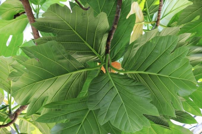 パンノキの木（Artocarpus altilis）