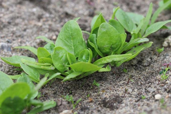 Spinat – Spinacia oleracea