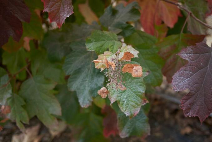Ozola hortenzijas lapas