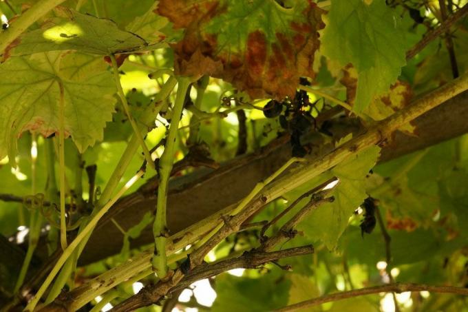 Виноградные лозы в саду
