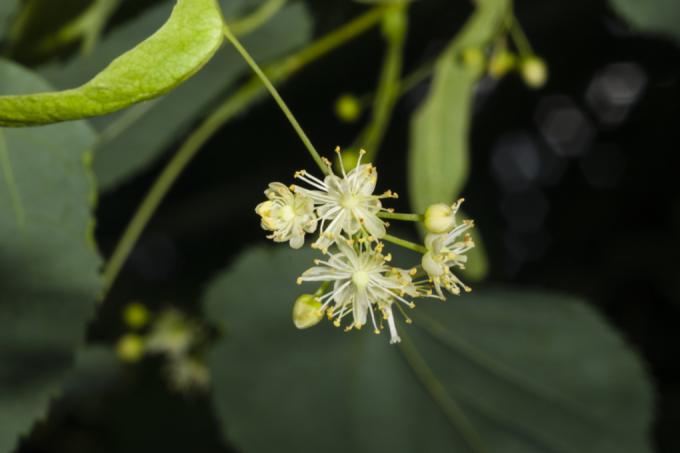 When does the small-leaved lime bloom?