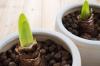 Amaryllis roots rotted? How to save your plant