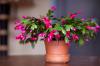Christmas cactus: ideal location & watering and fertilizing