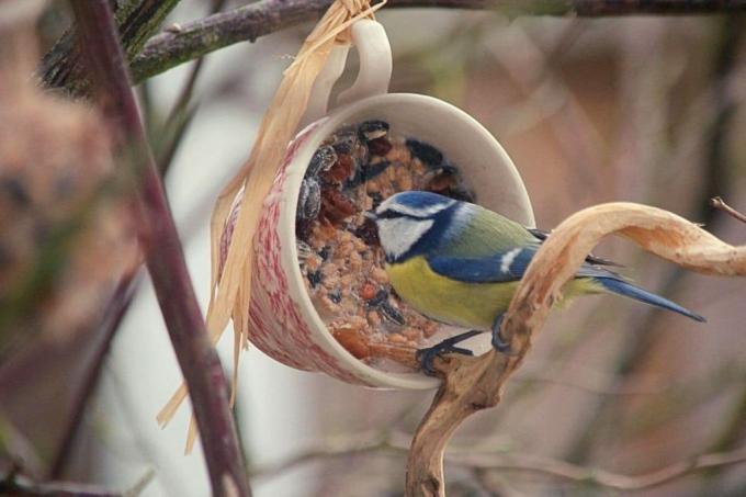 Cloche d'alimentation avec de la graisse pour oiseaux