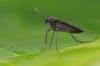 Insectes utiles: explication & utilisation contre les nuisibles