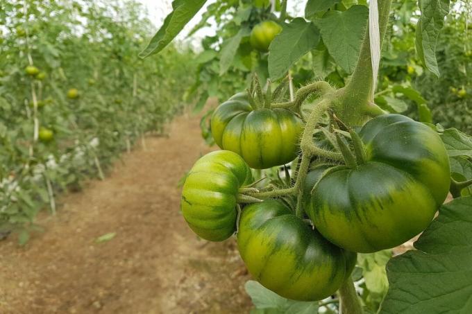 Niedojrzałe pomidory Marmande na roślinie