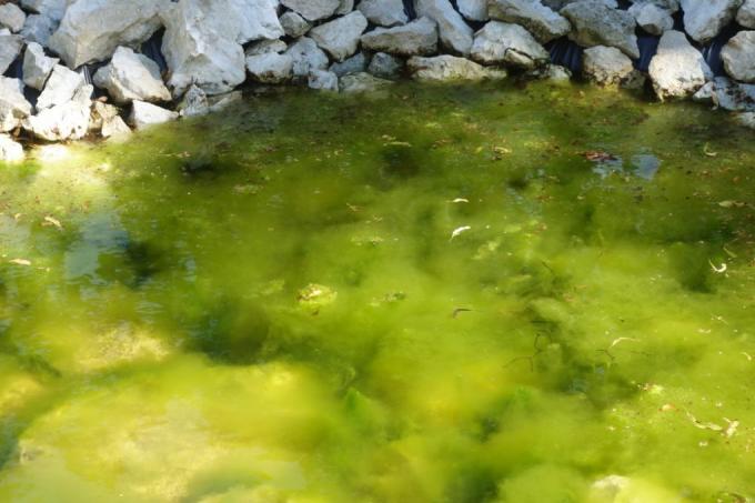 庭の池の糸藻を退治する