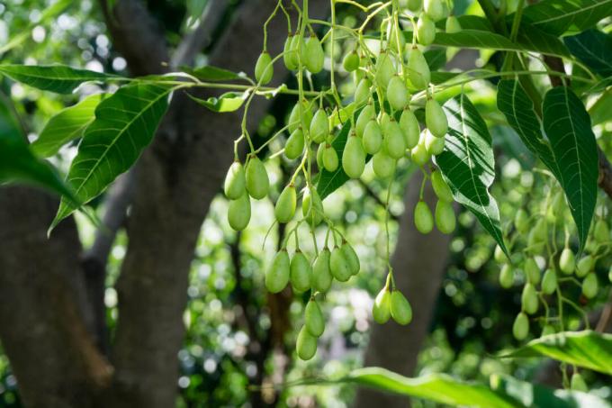 Plody stromu neem