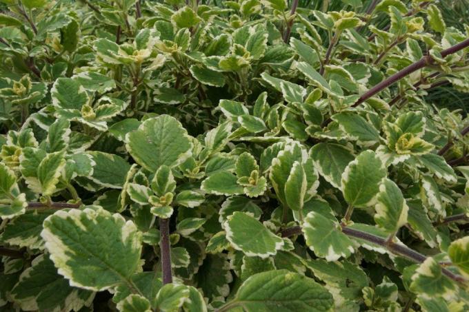 Frankincense växter vill ha en solig till delvis skuggad plats
