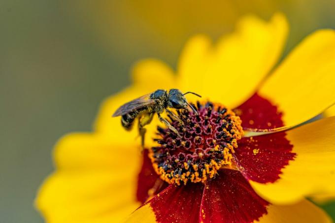 Ērču zieds ar bišu