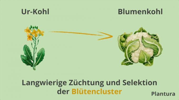 In the case of cauliflower, the flower clusters were deliberately bred
