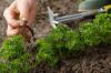 Creating a herb bed: location, varieties & Co.