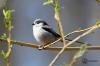 Long-tailed Tit: Nest, Pictures & Co.