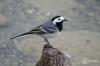 Wagtail: nest, females, young birds & Co.