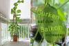 Slik gjør du: Plant agurker på balkongen