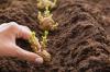 Plantando batatas: pré-germinar e definir adequadamente